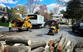 Professional Tree Removal in Port Washington, NY