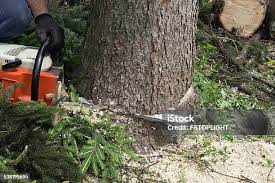 Best Leaf Removal  in Port Washington, NY
